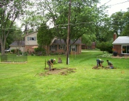 Tree & shrub planting
