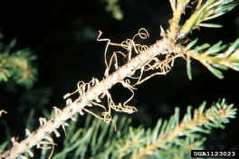 Pine sawfly damage-caterpillar on pine