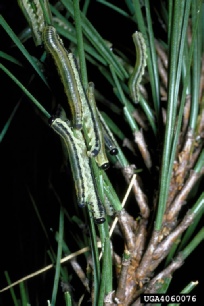 Pine sawfly on mugo pine