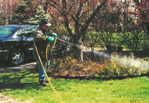 Tree & shrub spraying