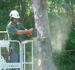 Tree Service in Lapeer, MI