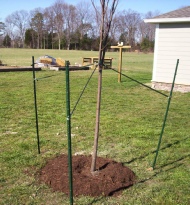 how to Stake to Support a newly Planted Tree