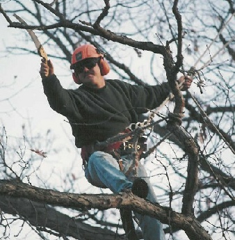 Tree pruning-tree removal