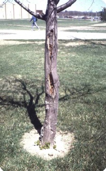Disease on tree bark