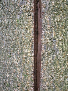 Crack in tree trunk