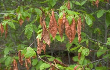 Brown leaves on tree
